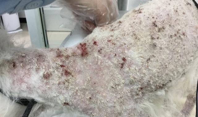 困汪干货,狗狗皮肤病之寄生虫性皮肤病__财经头条