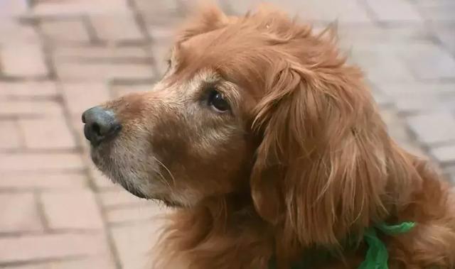 大清早的,金毛就在后院大吼大叫,主人赶过去一看却差点吓坏!