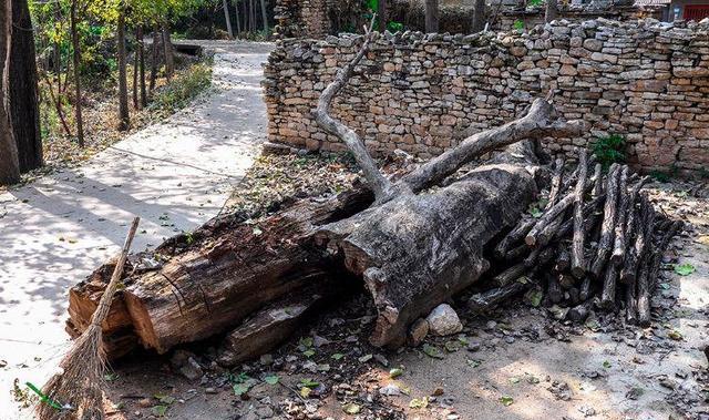 "崮东万"小山村,竟有两棵800年的大槐树
