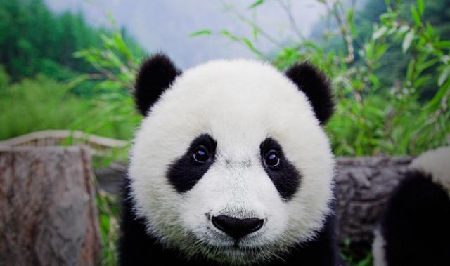 在我们的印象中,熊猫总是圆滚滚的非常可爱,可是如果说在四川一家动物