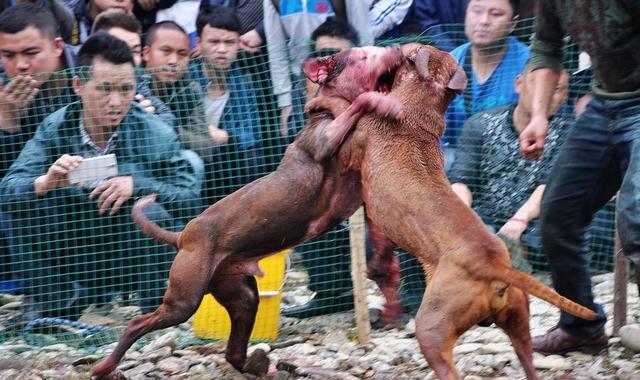 狗狗那种情况下会咬人,如果发现狗狗对你表现出一下两点,快跑