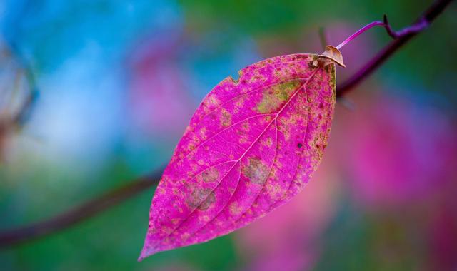 一叶知秋唯美树叶高清壁纸