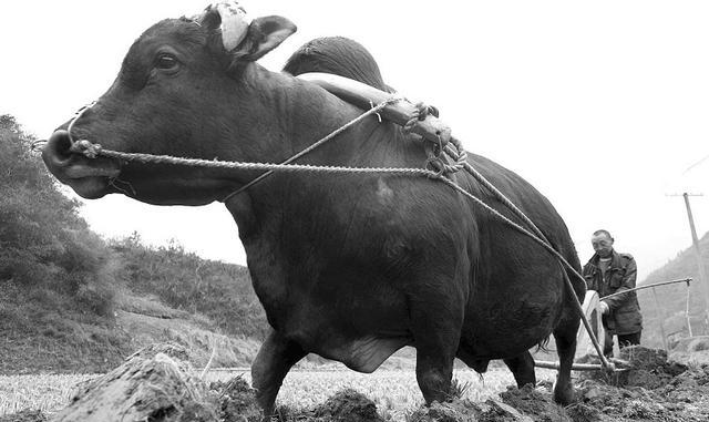 正文          那时候农田都是靠牛来耕地,一个村子十几个生产队都合