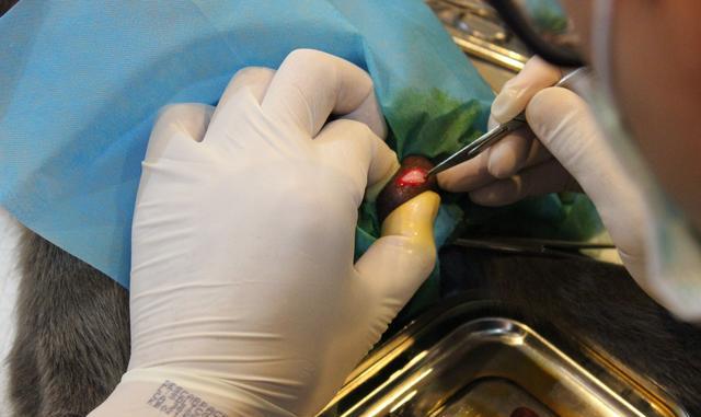 扯蛋记:英短公猫绝育过程及恢复期护理