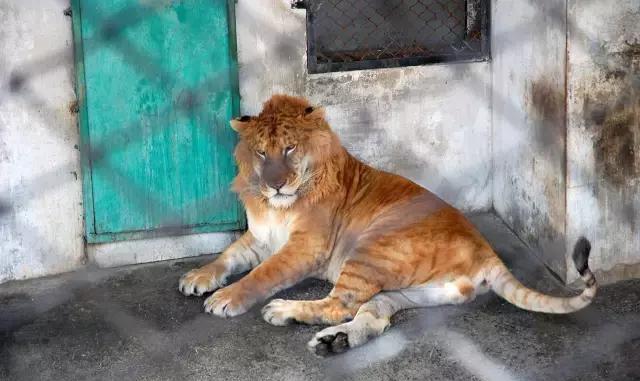 分别为野化驯养区,成虎区等,其中狮虎兽区也是最值得观赏的一个区,该