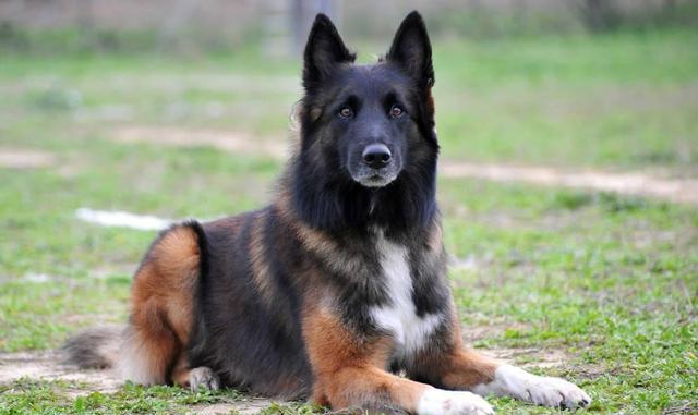 来自比利时的护卫犬(烈性犬):军队中流砥柱,完成度极高的犬种