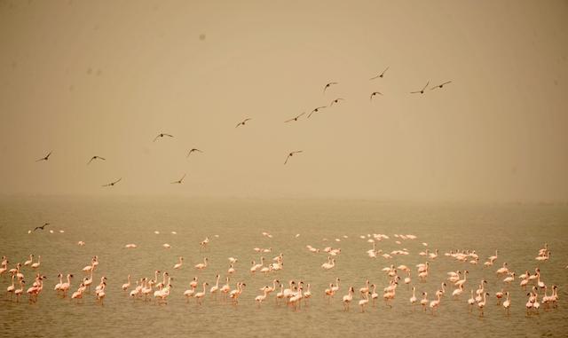 毛里塔尼亚到塞内加尔,陆路免签