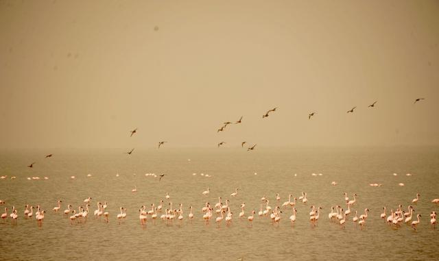 毛里塔尼亚到塞内加尔,陆路免签