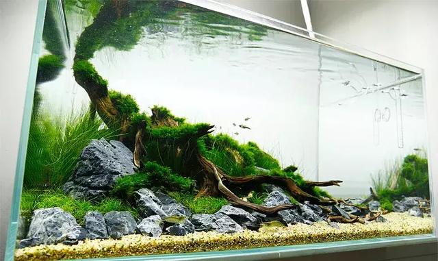 家居水景丨赏心悦目的清新青龙沉木造景缸