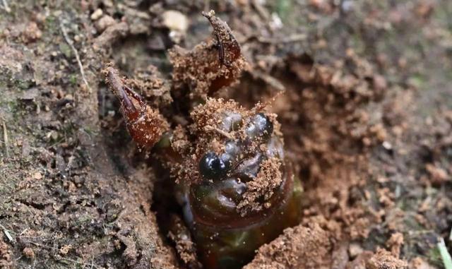 野外挖奇怪洞穴,挖出大宝贝,每斤竟要60元|每斤|竹棍|知了猴_新浪新闻