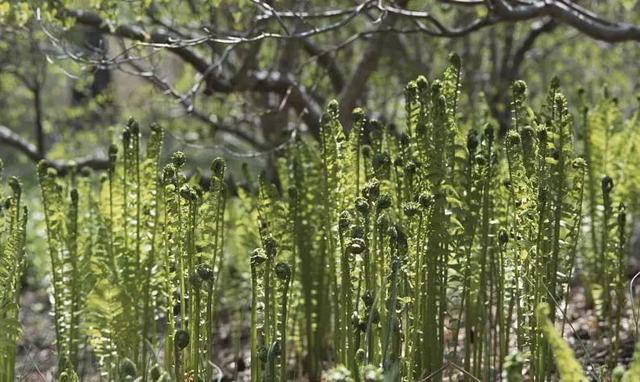 研究表明美味的野菜之王吃多了会致癌你知道吗