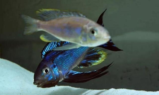 唱着《珊瑚海》饲养三湖慈鲷,整个人都变得美好了