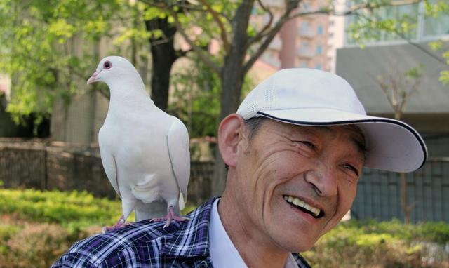 人鸟合一 65岁大叔与鸽子形影不离 出门扛在肩上顶在头上