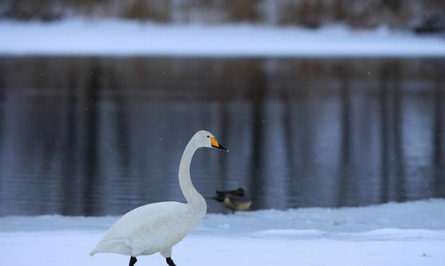 大雪似银河雪后吃大鹅长春8家美味鹅肉帮你抵御冬日严寒
