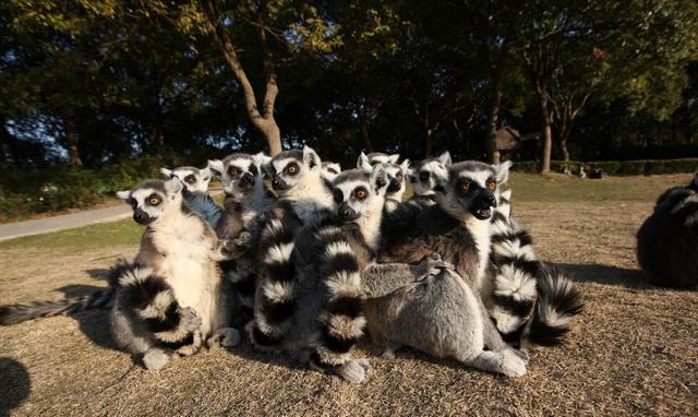 动物的智慧抱团才能取暖