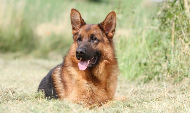 如何鉴别德国牧羊犬的体貌特征具体标准
