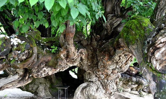 山东姑娘在雅鲁藏布江畔栽下一棵大桑树,至今枝繁叶茂
