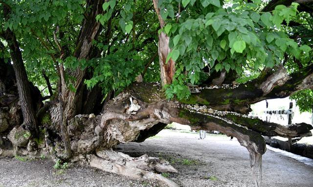 山东姑娘在雅鲁藏布江畔栽下一棵大桑树,至今枝繁叶茂