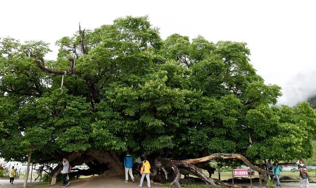 山东姑娘在雅鲁藏布江畔栽下一棵大桑树,至今枝繁叶茂
