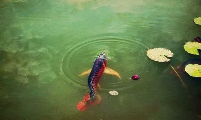 野生龙鱼,原生态的美让你终身难忘!