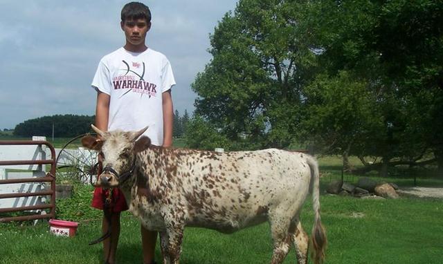 海外风:暗黑系宠物—农夫卖微型牛作为宠物饲养