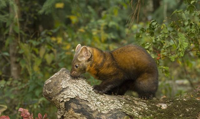 故事:村里有位黄仙克星|黄鼠狼|老汉|石碾子_新浪新闻