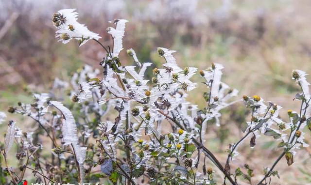 受寒流影响,凤凰山上出现大面积冰冻景观,薄薄的冰衣包裹着漫山遍野的
