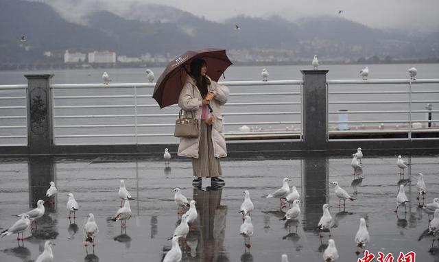 昆明滇池游客雨中邂逅红嘴鸥