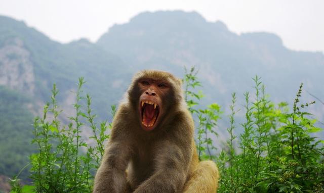 出名的猴子,在河南省东北30里!