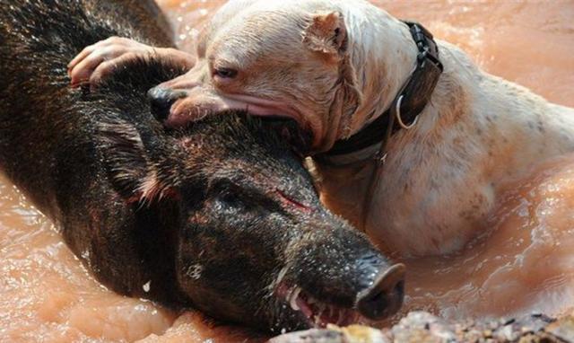 据说单独可以杀死野猪, 5只就可以猎熊