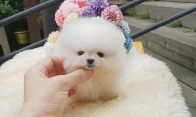 袖珍狗仅有巴掌大让人爱不释手卖五千元一只