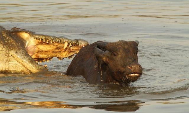 一只鳄鱼偷袭一头小牛,这头小牛惊恐的表情诠释了什么叫绝望