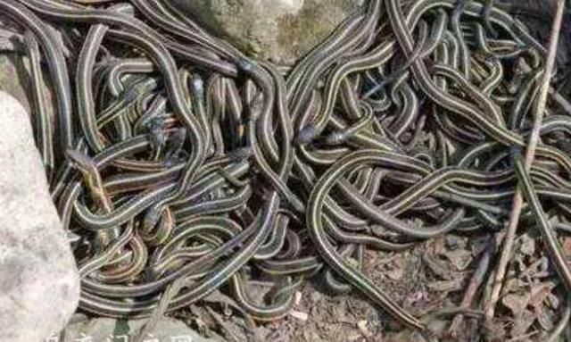 虿盆之刑是中国古代的一种酷刑,相传是将毒蛇蝎子之类的毒物放在一个