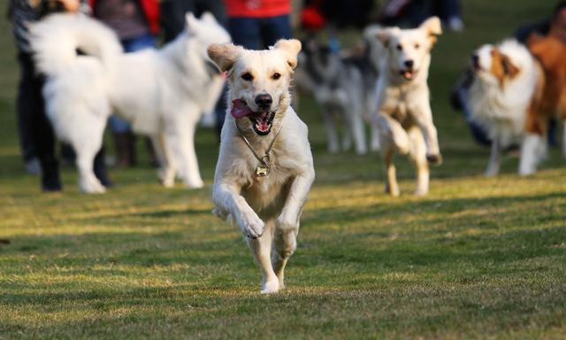 狗狗的健康也需要运动,不同时期的狗狗运动量的选择!