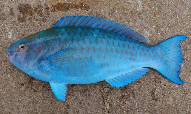 女子海钓收获一条怪鱼, 通体蓝色嘴巴像玩具, 好喜感