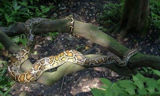 它在中国是国家保护动物,到了美国却还要花钱请人干掉它|缅甸蟒|国家