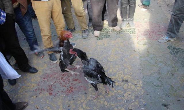 见证巴扎文化: 亲历喀什热闹奇特的斗鸡的巴扎