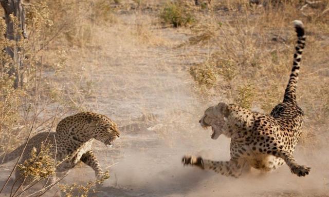 猎豹终不敌花豹疯狂厮杀沦为花豹盘中餐豹豹相残何时了