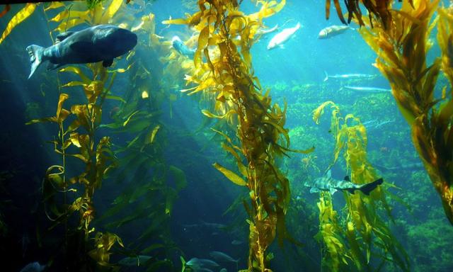 「解惑」海藻泥是硅藻泥的升级版?不存在的!都是扯淡