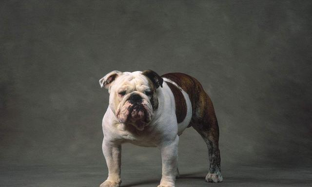 k9大剧透——如何区分巴哥犬斗牛犬