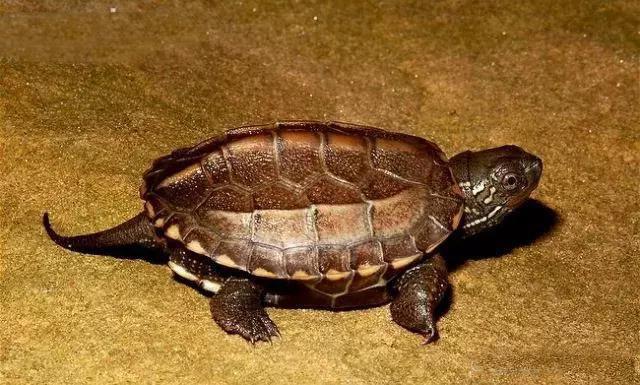 我国传说中的中华玄武, 可惜已成了濒危动物!