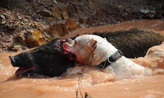 据说单独可以杀死野猪, 5只就可以猎熊
