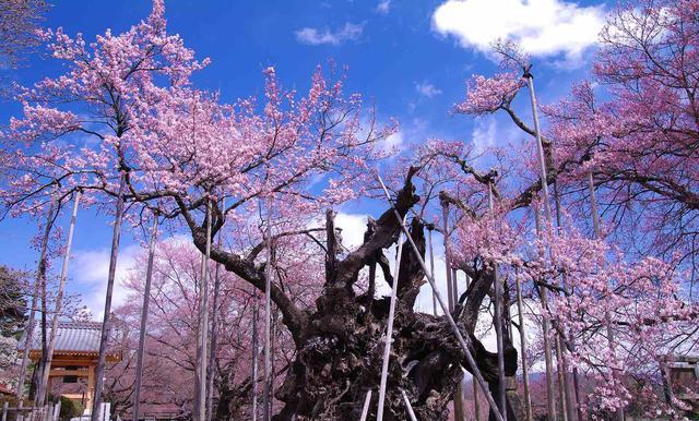 樱花预热 | 树生千年春意依旧，日本巨大樱花古树20选|樱花树|地址|树龄_新浪新闻