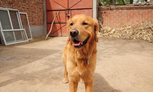 主人带金毛回农村给老人过八十大寿,结果竟在半小时损失20万!