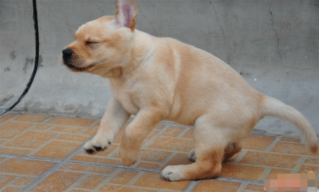 花200块钱从狗贩子的手上买了一只拉布拉多