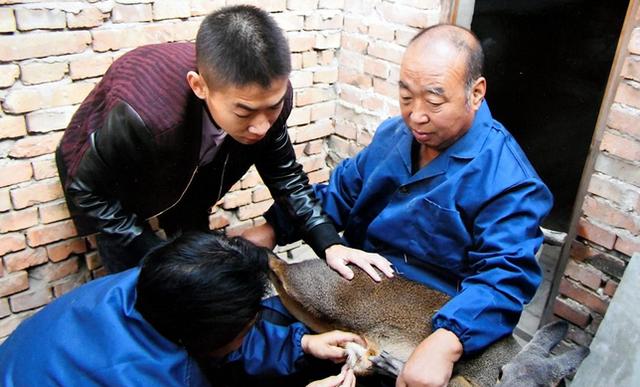中国人的一天:医大小伙回乡养麝 每克麝香售价千元胜过黄金
