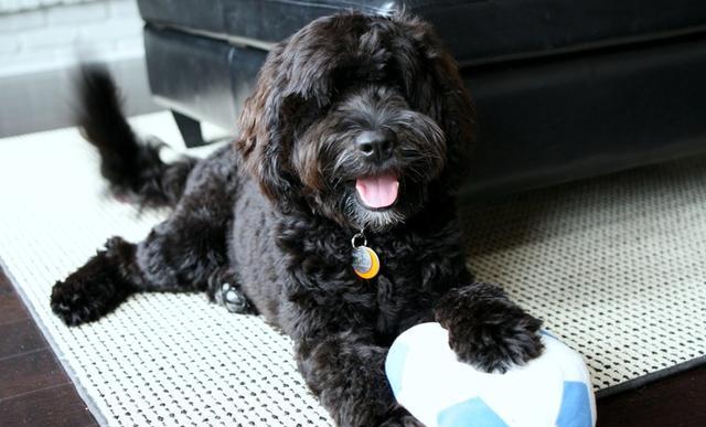 世界十大体味最小的狗狗保证你抱在怀里香香哒