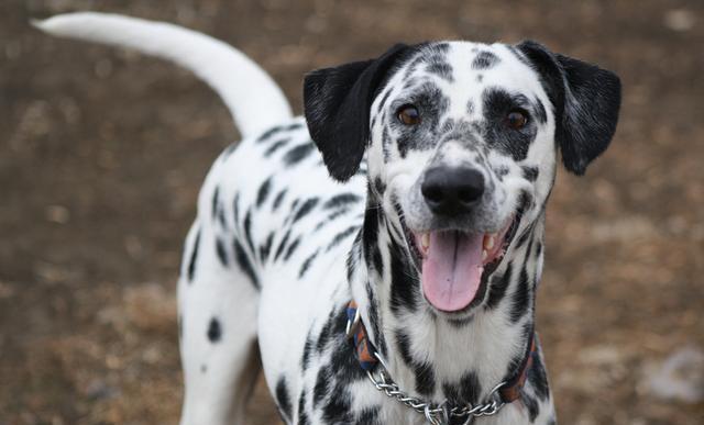 世界十大体味最小的狗狗保证你抱在怀里香香哒