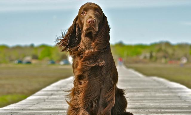世界十大体味最小的狗狗保证你抱在怀里香香哒