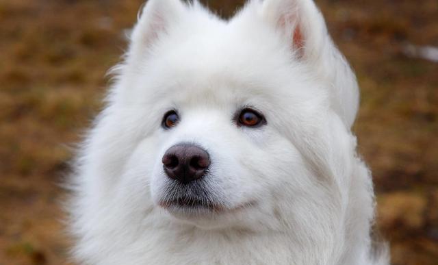 银狐:怎么又把我认成萨摩耶了?它们究竟有什么不同